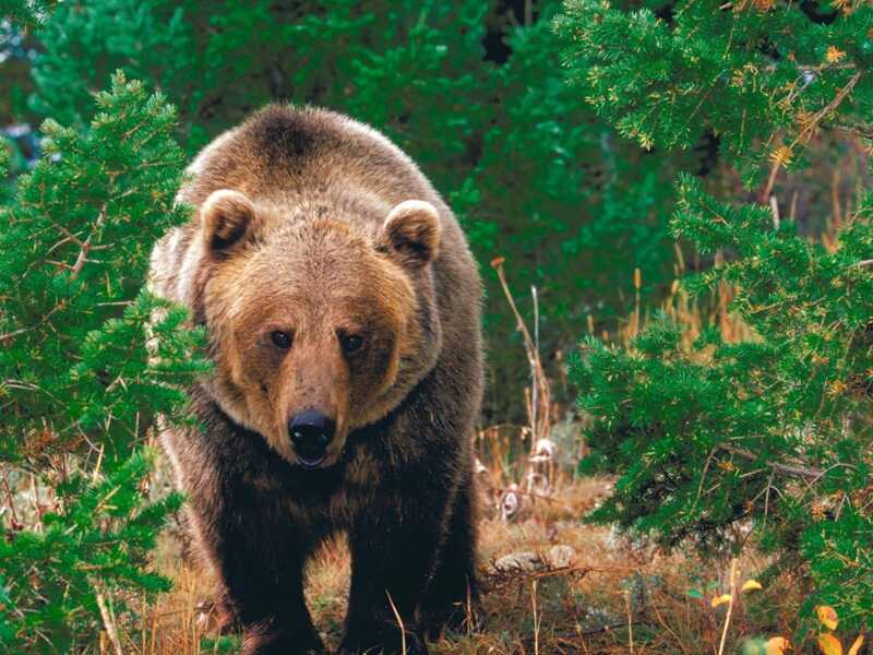На Камчатке медведь попытался присоединиться к завтраку на туристической базе