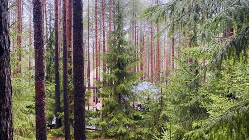 Коррупционная схема в Белоярском районе: государственные лесные угодья Свердловской области оказались в частных руках
