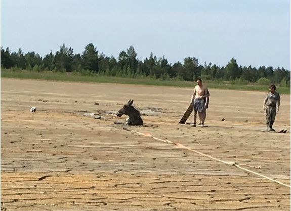 В Житомирской области лоси застряли в каолиновой глине